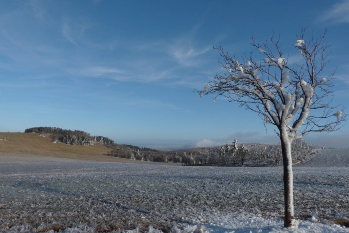 Wildapfel & Co im winterlichen Zauber