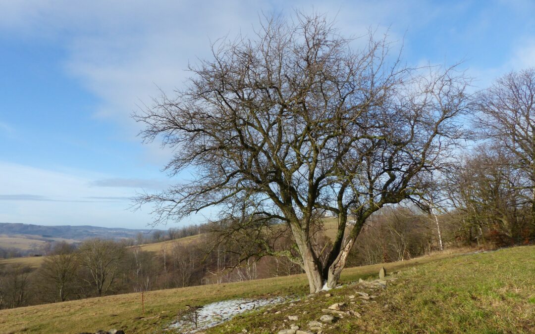 „Der Wild-Apfel- Eine besondere Baumart in der Kulturlandschaft Osterzgebirge“ – Projektjahr 2